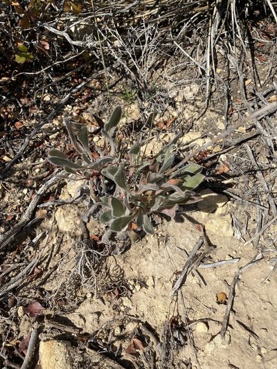 Eriogonum nealleyi, photographed by CK2AZ