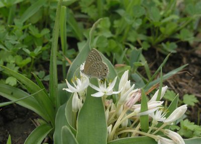 Chlorophytum tetraphyllum, photographed by Oleg Kosterin