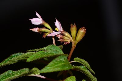 Sonerila cannanorensis, photographed by S.MORE