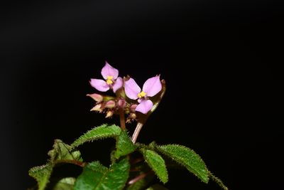Sonerila cannanorensis, photographed by S.MORE