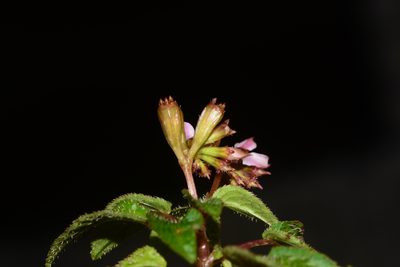 Sonerila cannanorensis, photographed by S.MORE
