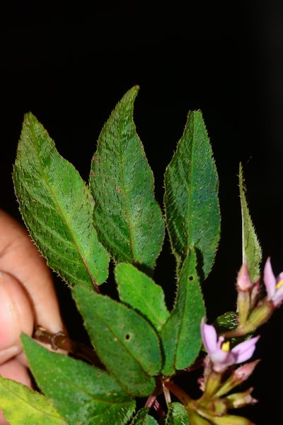 Sonerila cannanorensis, photographed by S.MORE