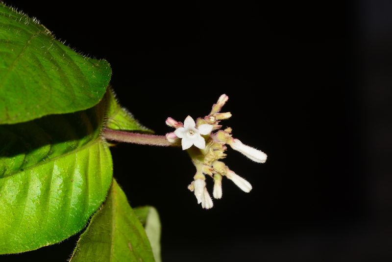 Ophiorrhiza mungos, photographed by S.MORE