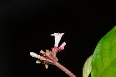 Ophiorrhiza mungos, photographed by S.MORE