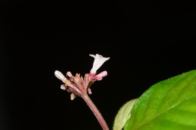 Ophiorrhiza mungos, photographed by S.MORE