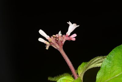 Ophiorrhiza mungos, photographed by S.MORE