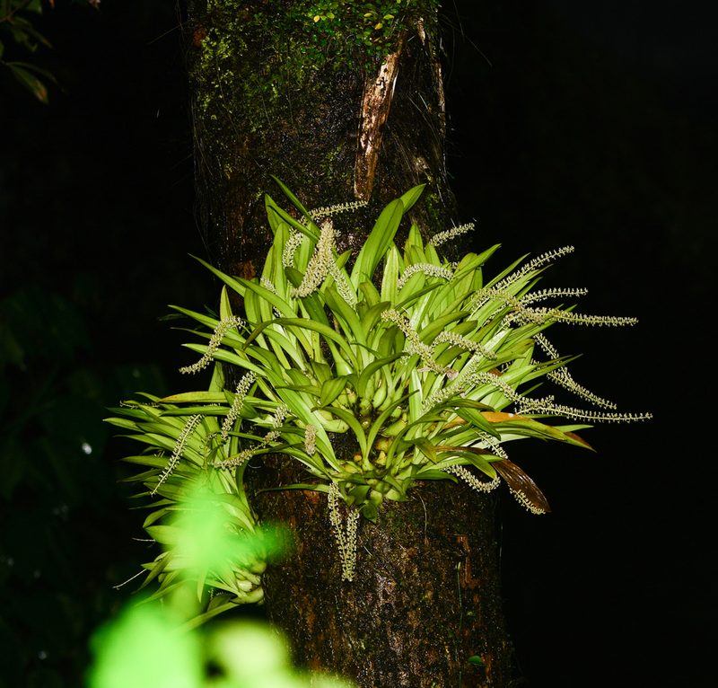 Liparis viridiflora, photographed by S.MORE