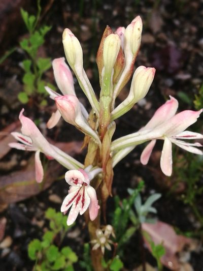 Satyrium longicolle, photographed by chrishorak