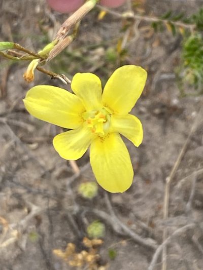 Moraea elsiae, photographed by Christina