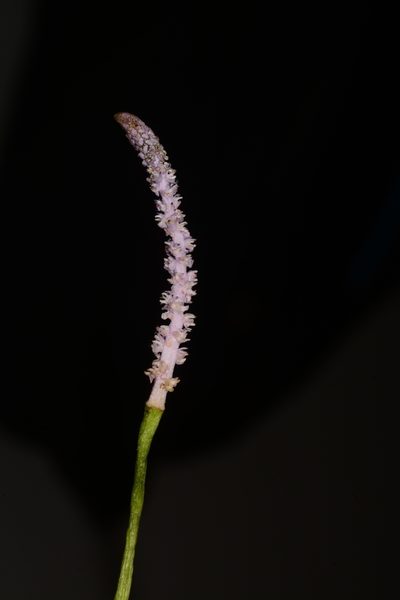 Aponogeton natans, photographed by S.MORE