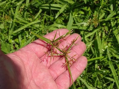 Cyperus distans, photographed by Shaun Swanepoel