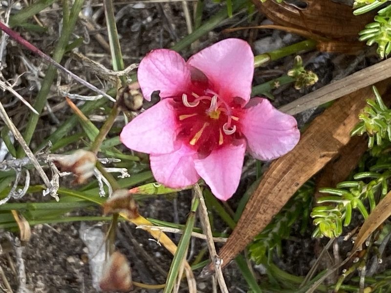 Tritonia squalida, photographed by Christina