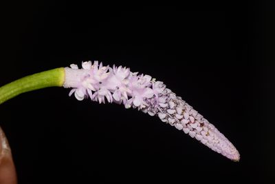 Aponogeton natans, photographed by S.MORE