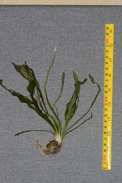 Aponogeton natans, photographed by S.MORE