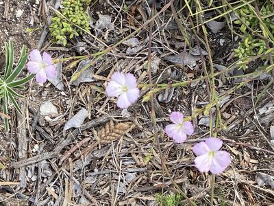 Dianthus albens, photographed by Christina