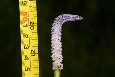Aponogeton crispus, photographed by S.MORE