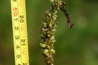Aponogeton crispus, photographed by S.MORE