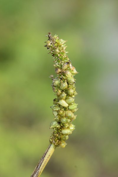 Aponogeton crispus, photographed by S.MORE