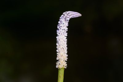 Aponogeton crispus, photographed by S.MORE
