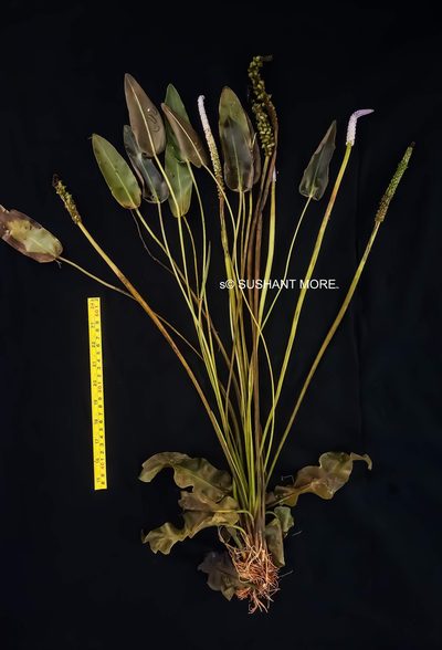 Aponogeton crispus, photographed by S.MORE