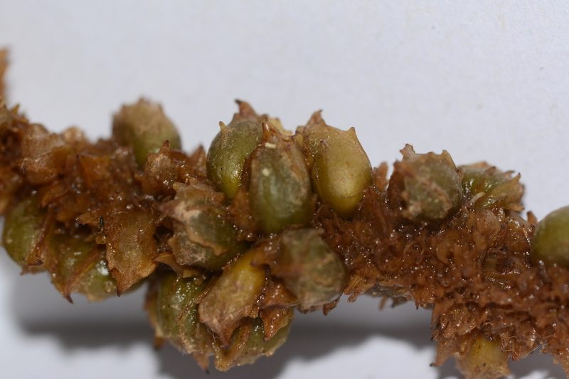 Aponogeton crispus, photographed by S.MORE