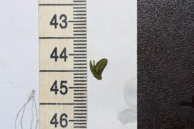 Aponogeton crispus, photographed by S.MORE