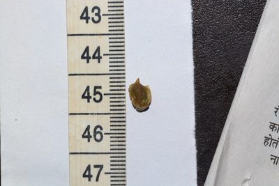Aponogeton crispus, photographed by S.MORE