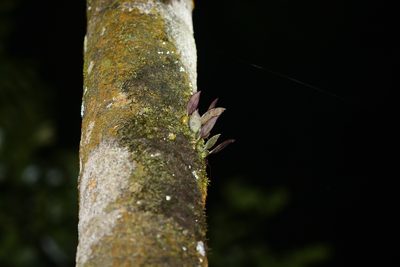 Bulbophyllum stocksii, photographed by S.MORE