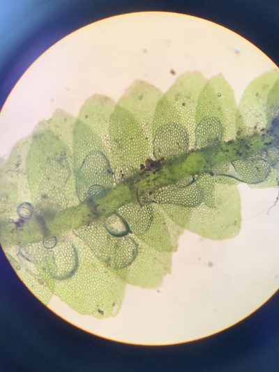 Calypogeia neogaea, photographed by Brandon Corder