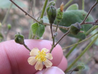 Wissadula amplissima, photographed by Sam Kieschnick