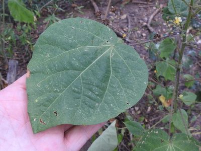 Wissadula amplissima, photographed by Sam Kieschnick