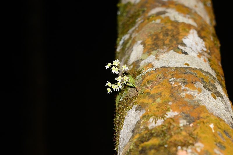Dendrobium nanum, photographed by S.MORE