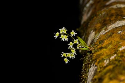 Dendrobium nanum, photographed by S.MORE