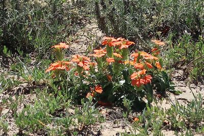 Crossandra fruticulosa, photographed by Presha Soogrim