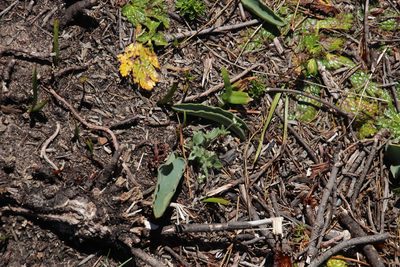 Eriospermum lanceifolium, photographed by Tony Rebelo