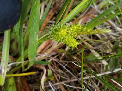 Carex flaviformis, photographed by Joe Potter Butler