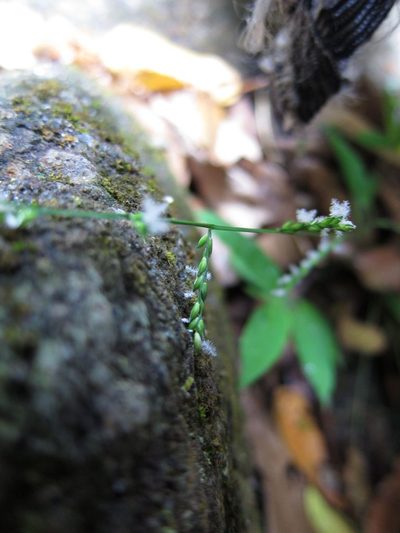 Acroceras boivinii, photographed by bat (Maria Vorontsova)