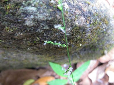Acroceras boivinii, photographed by bat (Maria Vorontsova)