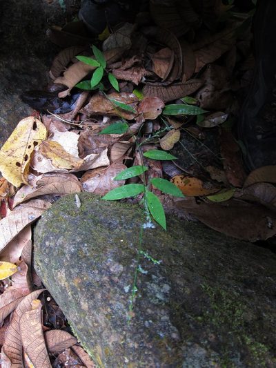 Acroceras boivinii, photographed by bat (Maria Vorontsova)