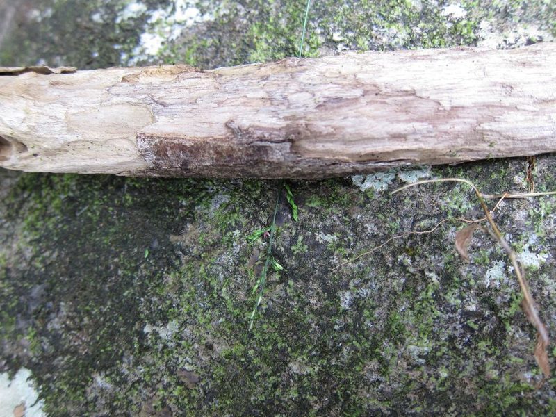 Acroceras boivinii, photographed by bat (Maria Vorontsova)