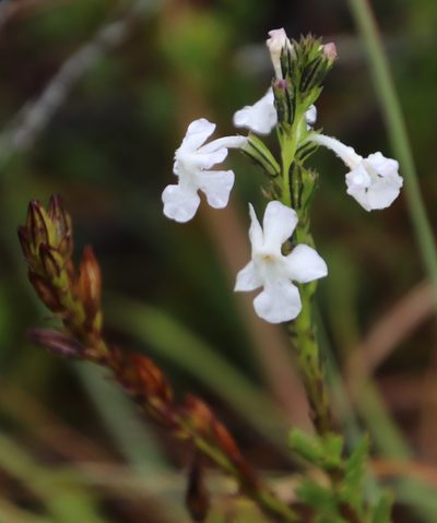 Chascanum cernuum, photographed by Tony Rebelo