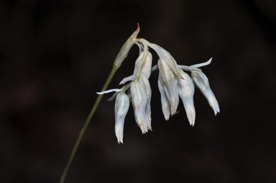 Burmannia longifolia, photographed by Pavel Kirillov