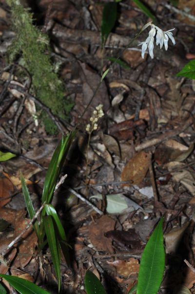 Burmannia longifolia, photographed by Pavel Kirillov