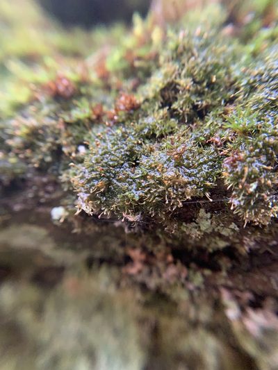 Gymnostomum aeruginosum, photographed by Brandon Corder