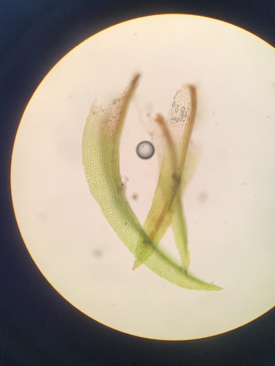 Gymnostomum aeruginosum, photographed by Brandon Corder