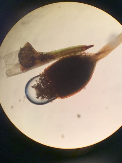Gymnostomum aeruginosum, photographed by Brandon Corder