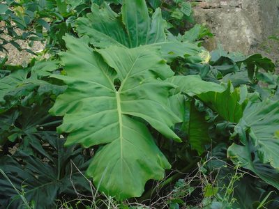 Philodendron undulatum, photographed by Daniel Dias