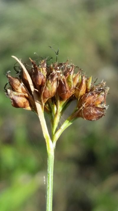 Rhynchospora baldwinii, photographed by Jay Horn