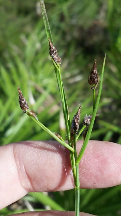 Rhynchospora eximia, photographed by Jay Horn