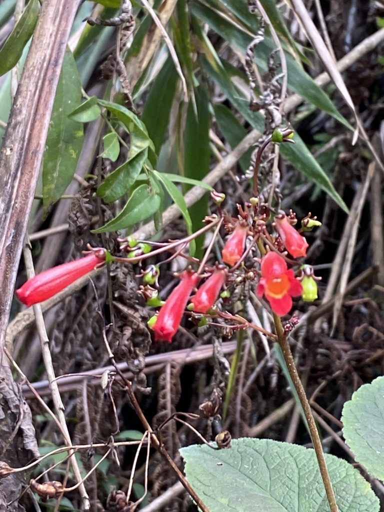 Sinningia gigantifolia, photographed by Jean-Paul Boerekamps